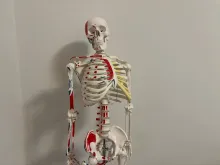 This image shows a human skeleton model with various markings in red, blue, and yellow. The model appears to be an educational anatomical skeleton, likely used for medical or biology studies. 