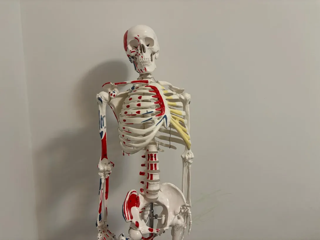 This image shows a human skeleton model with various markings in red, blue, and yellow. The model appears to be an educational anatomical skeleton, likely used for medical or biology studies.
